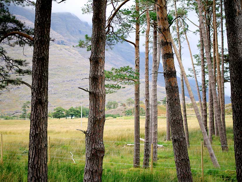 Scottish Countryside