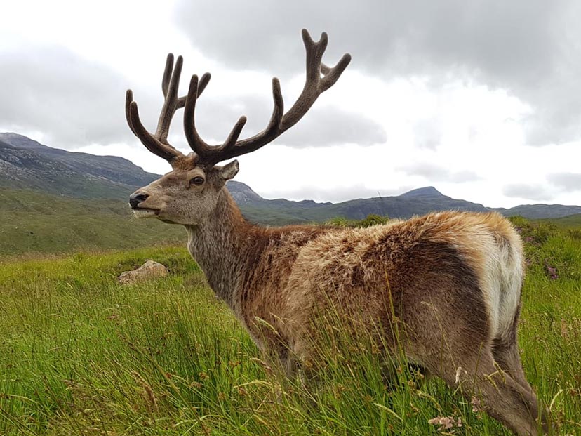 Stag