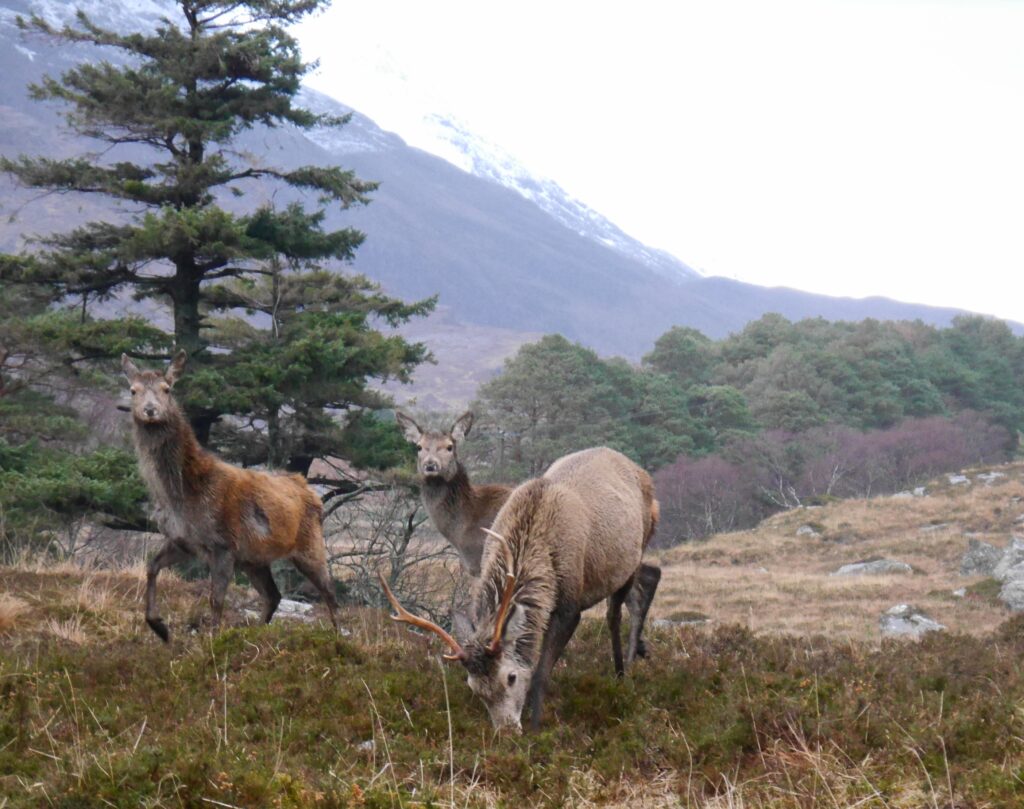 Deer