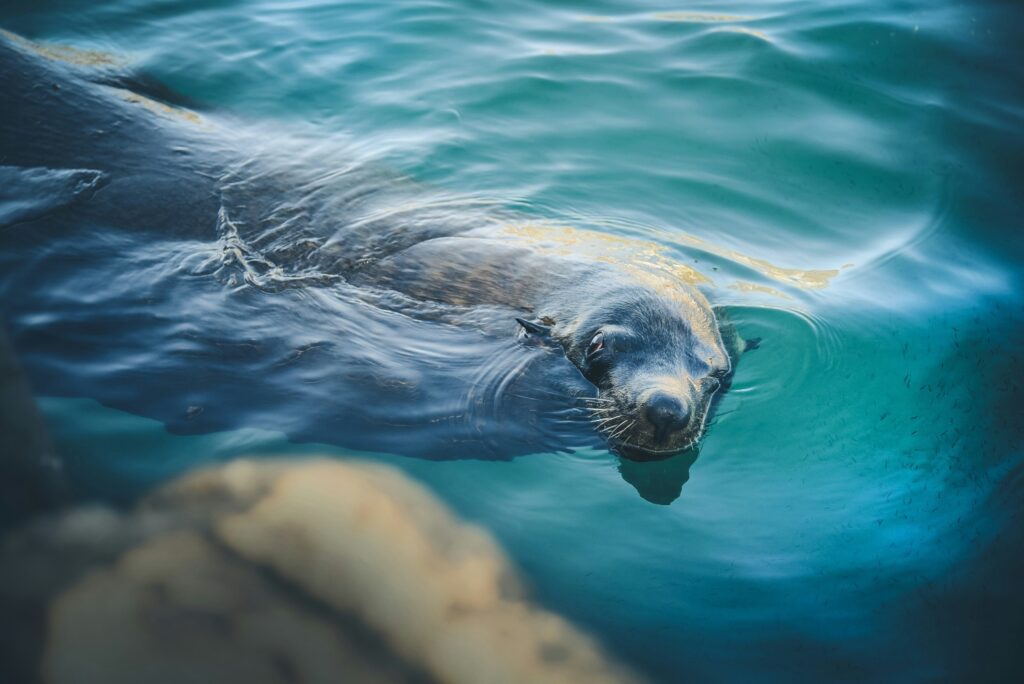 Seal swimming in the water (credit Robyn Budlender)