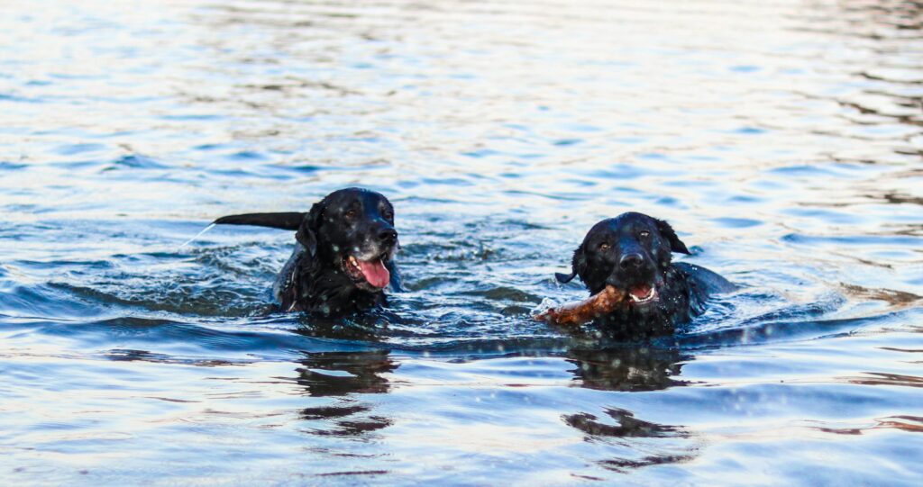 Wild Swimming image (credit Jeremy Perkins)